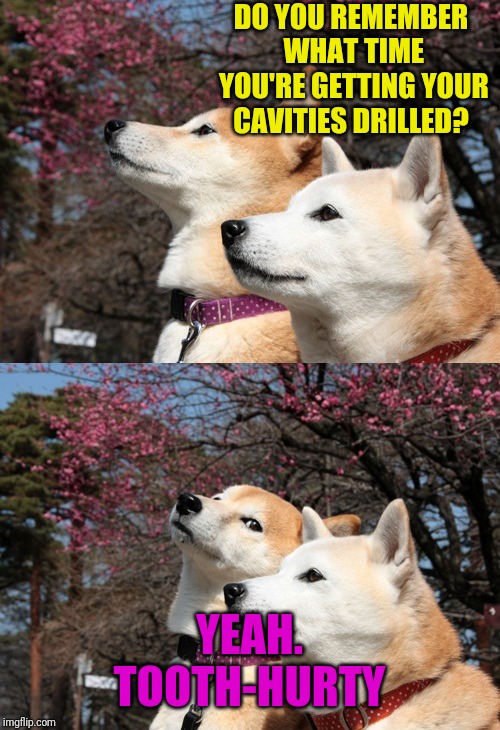 Alternative Bad Pun Dog | DO YOU REMEMBER WHAT TIME YOU'RE GETTING YOUR CAVITIES DRILLED? YEAH. TOOTH-HURTY | image tagged in bad pun dogs,memes,brushing teeth,drill instructor,pain,the search continues | made w/ Imgflip meme maker