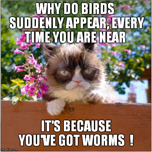 Grumpy Sings About Birds And Worms | WHY DO BIRDS SUDDENLY APPEAR, EVERY TIME YOU ARE NEAR; IT'S BECAUSE YOU'VE GOT WORMS  ! | image tagged in cats,grumpy cat | made w/ Imgflip meme maker