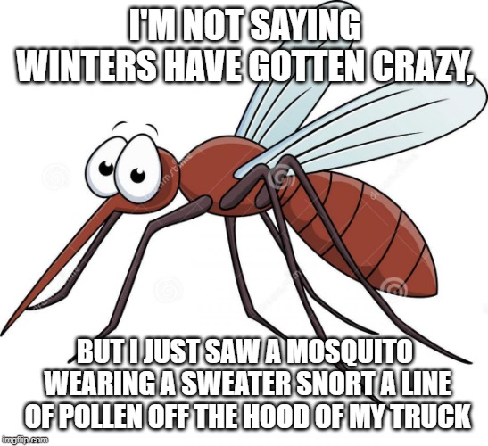 cute mosquito | I'M NOT SAYING WINTERS HAVE GOTTEN CRAZY, BUT I JUST SAW A MOSQUITO WEARING A SWEATER SNORT A LINE OF POLLEN OFF THE HOOD OF MY TRUCK | image tagged in cute mosquito | made w/ Imgflip meme maker