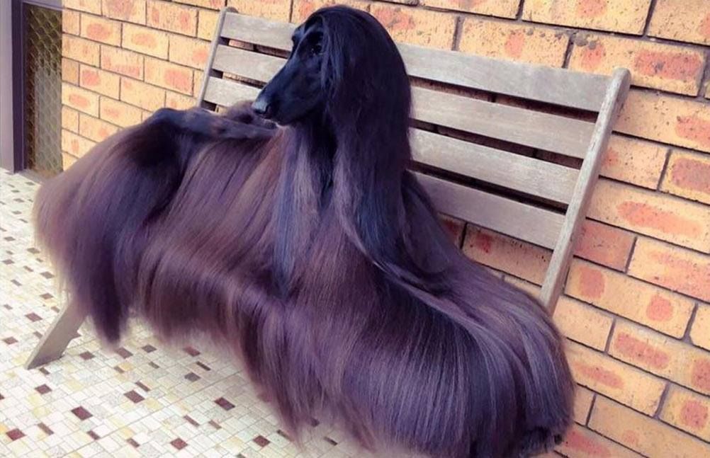 High Quality Hair dog Blank Meme Template
