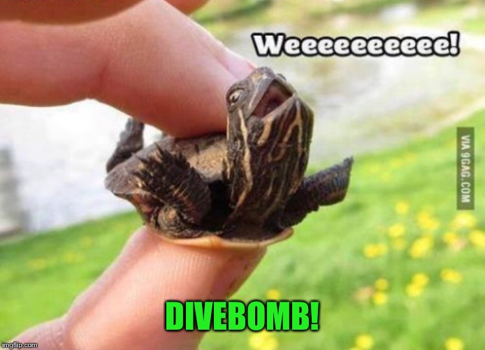Weeeee | DIVEBOMB! | image tagged in weeeee | made w/ Imgflip meme maker