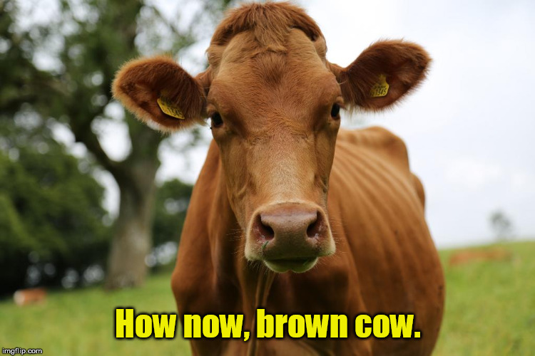 How now, brown cow. | made w/ Imgflip meme maker