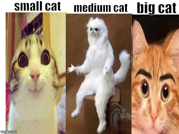 Blank White Template | small cat; big cat; medium cat | image tagged in blank white template | made w/ Imgflip meme maker