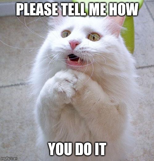 Begging Cat | PLEASE TELL ME HOW YOU DO IT | image tagged in begging cat | made w/ Imgflip meme maker