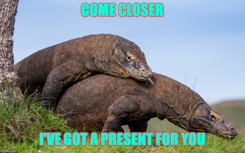 Komodo | COME CLOSER; I'VE GOT A PRESENT FOR YOU | image tagged in komodo | made w/ Imgflip meme maker