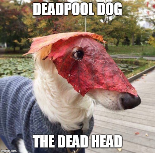 DEADPOOL DOG; THE DEAD HEAD | image tagged in dog | made w/ Imgflip meme maker
