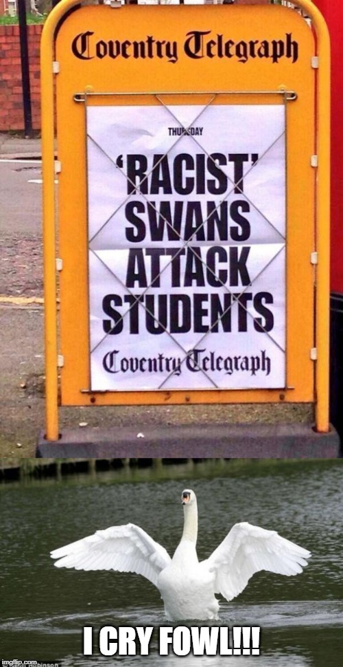 This Swan Disgrees | I CRY FOWL!!! | image tagged in bird,headlines | made w/ Imgflip meme maker