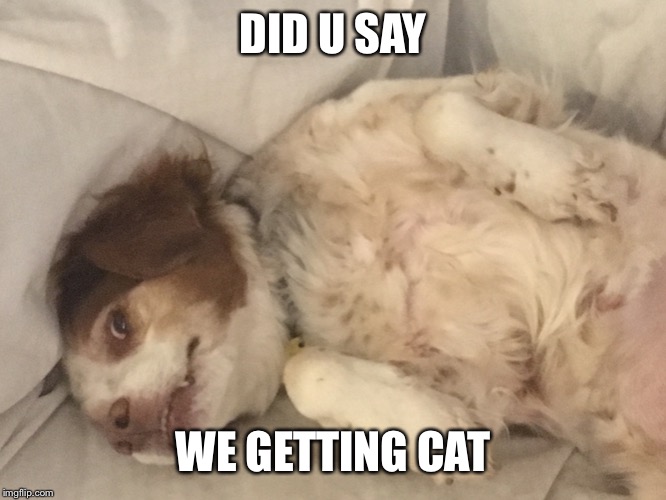 Hiw dare you get a cat! |  DID U SAY; WE GETTING CAT | image tagged in dogs surprised,scared dog,i hate you,oh no you didn't,oh god why,help me | made w/ Imgflip meme maker