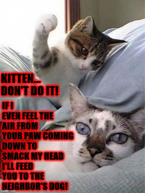 IF I EVEN FEEL THE AIR FROM YOUR PAW COMING DOWN TO SMACK MY HEAD I'LL FEED YOU TO THE NEIGHBOR'S DOG! KITTEN... DON'T DO IT! | image tagged in don't do it | made w/ Imgflip meme maker
