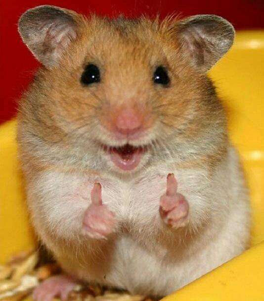 High Quality Thumbs up hamster Blank Meme Template