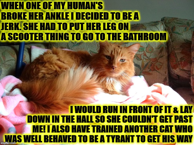 WHEN ONE OF MY HUMAN'S BROKE HER ANKLE I DECIDED TO BE A JERK. SHE HAD TO PUT HER LEG ON A SCOOTER THING TO GO TO THE BATHROOM; I WOULD RUN IN FRONT OF IT & LAY DOWN IN THE HALL SO SHE COULDN'T GET PAST ME! I ALSO HAVE TRAINED ANOTHER CAT WHO WAS WELL BEHAVED TO BE A TYRANT TO GET HIS WAY | image tagged in tyrant angora | made w/ Imgflip meme maker