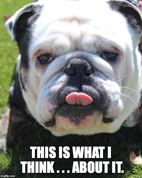 This is what I think..about it. | THIS IS WHAT I THINK . . . ABOUT IT. | image tagged in maurice the bulldog,what i think | made w/ Imgflip meme maker
