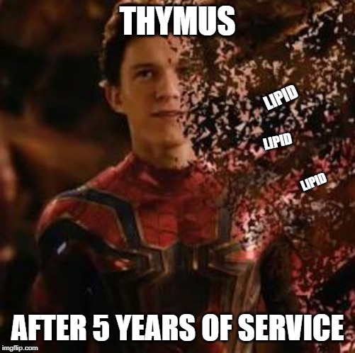 Spiderman dead | THYMUS; LIPID; LIPID; LIPID; AFTER 5 YEARS OF SERVICE | image tagged in spiderman dead | made w/ Imgflip meme maker