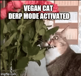 VEGAN CAT 
DERP MODE ACTIVATED | image tagged in gifs | made w/ Imgflip video-to-gif maker