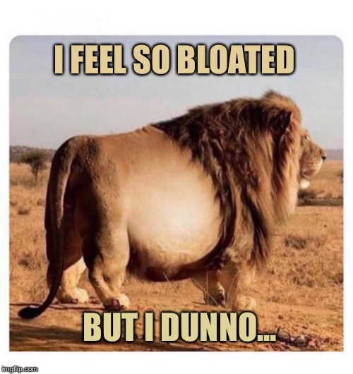 I FEEL SO BLOATED; BUT I DUNNO... | image tagged in lion | made w/ Imgflip meme maker
