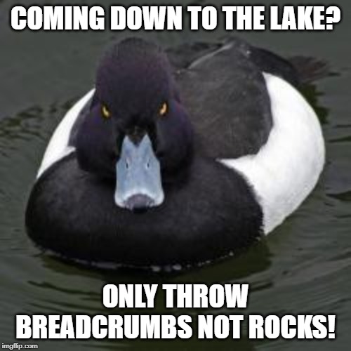 Angry Advice Mallard | COMING DOWN TO THE LAKE? ONLY THROW BREADCRUMBS NOT ROCKS! | image tagged in angry advice mallard | made w/ Imgflip meme maker