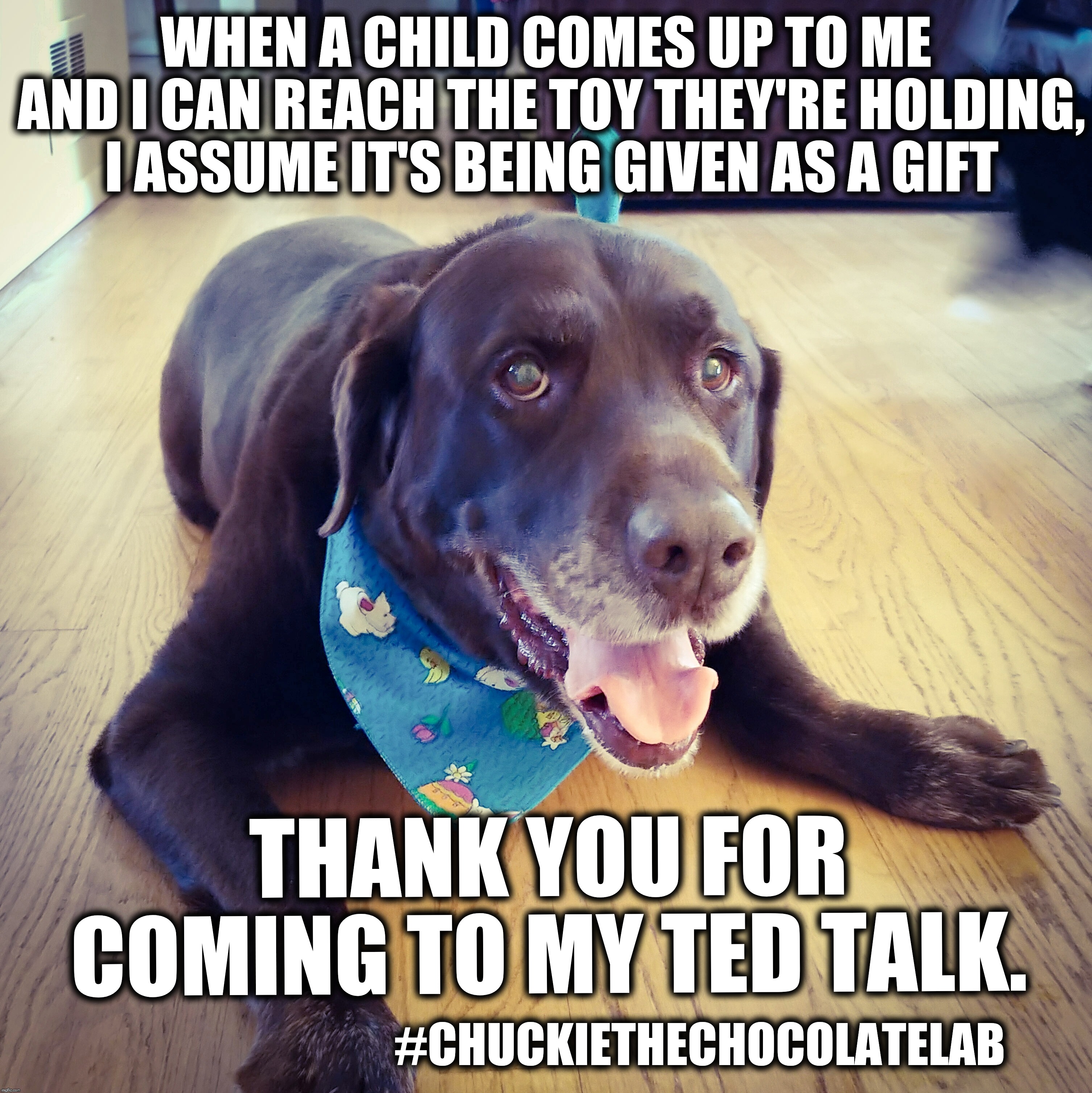 Doggie TED Talk | WHEN A CHILD COMES UP TO ME AND I CAN REACH THE TOY THEY'RE HOLDING, I ASSUME IT'S BEING GIVEN AS A GIFT; THANK YOU FOR COMING TO MY TED TALK. #CHUCKIETHECHOCOLATELAB | image tagged in chuckie the chocolate lab,dogs,funny,memes,ted talk,cute | made w/ Imgflip meme maker