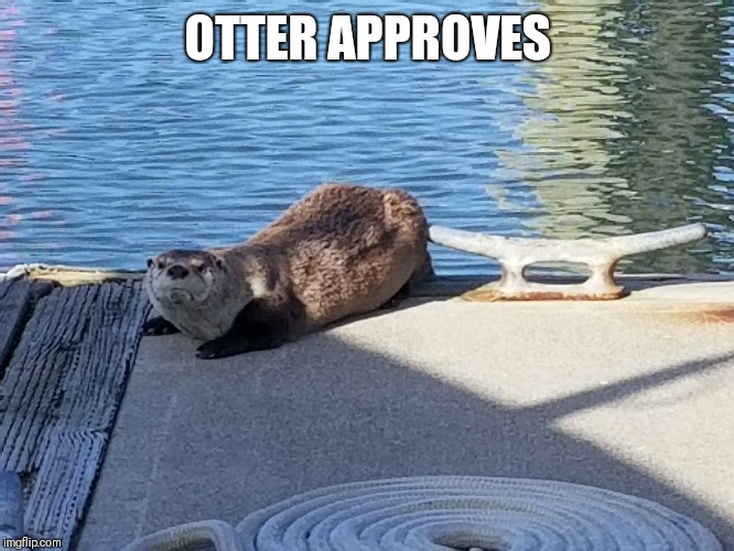 OTTER APPROVES | image tagged in animals | made w/ Imgflip meme maker