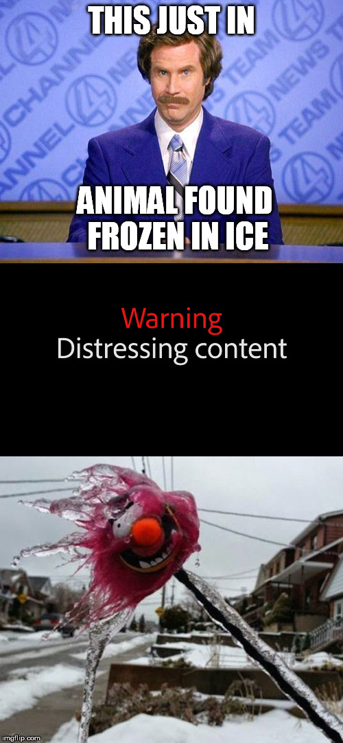  THIS JUST IN; ANIMAL FOUND FROZEN IN ICE | image tagged in anchorman news update,muppets,animal,frozen,ice | made w/ Imgflip meme maker