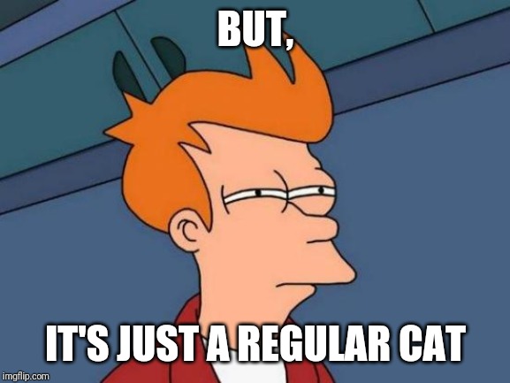 Futurama Fry Meme | BUT, IT'S JUST A REGULAR CAT | image tagged in memes,futurama fry | made w/ Imgflip meme maker