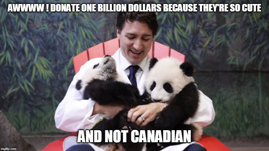 Trudeau pandas | AWWWW ! DONATE ONE BILLION DOLLARS BECAUSE THEY'RE SO CUTE; AND NOT CANADIAN | image tagged in trudeau pandas | made w/ Imgflip meme maker