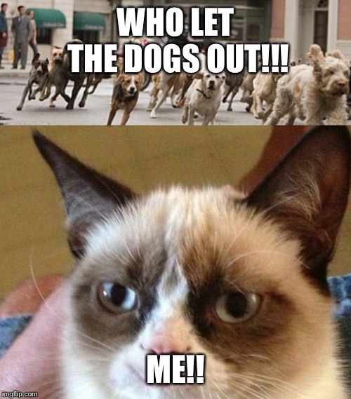 WHO LET THE DOGS OUT!!! ME!! | image tagged in memes | made w/ Imgflip meme maker