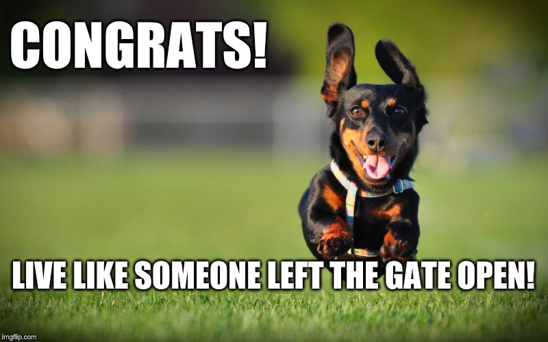 Dog Running | CONGRATS! LIVE LIKE SOMEONE LEFT THE GATE OPEN! | image tagged in dog running | made w/ Imgflip meme maker