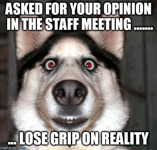 Scared Dog | ASKED FOR YOUR OPINION IN THE STAFF MEETING ....... ... LOSE GRIP ON REALITY | image tagged in scared dog | made w/ Imgflip meme maker