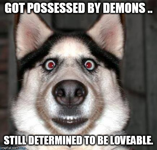 Scared Dog | GOT POSSESSED BY DEMONS .. STILL DETERMINED TO BE LOVEABLE. | image tagged in scared dog | made w/ Imgflip meme maker