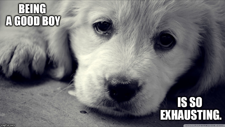 Animals have feelings  | BEING A GOOD BOY; IS SO EXHAUSTING. | image tagged in animals have feelings | made w/ Imgflip meme maker