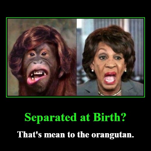 Left turn, Clyde! | image tagged in funny,demotivationals,separated at birth,left turn clyde,orangutan,maxine waters crazy | made w/ Imgflip demotivational maker