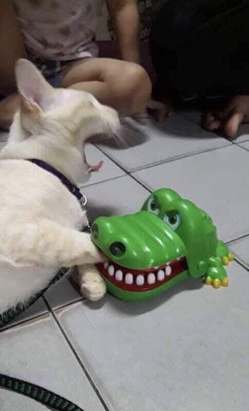 High Quality Cat and Alligator Blank Meme Template