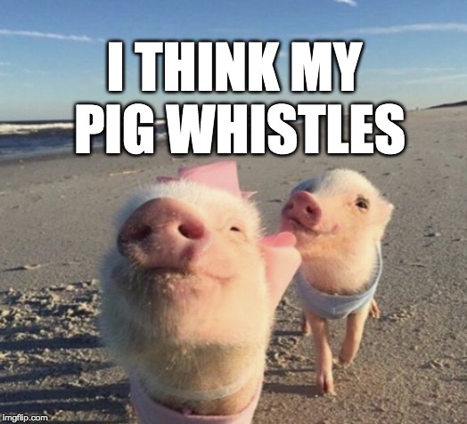 I THINK MY PIG WHISTLES | made w/ Imgflip meme maker