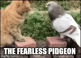 THE FEARLESS PIDGEON | image tagged in gifs | made w/ Imgflip video-to-gif maker