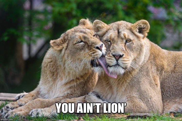 YOU AIN’T LION’ | made w/ Imgflip meme maker