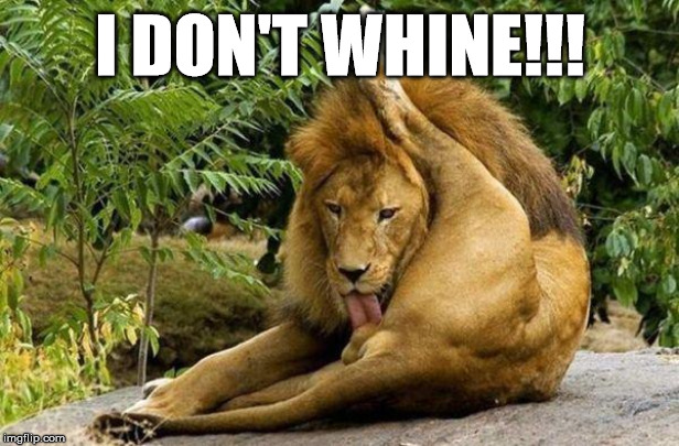 lion licking balls | I DON'T WHINE!!! | image tagged in lion licking balls | made w/ Imgflip meme maker