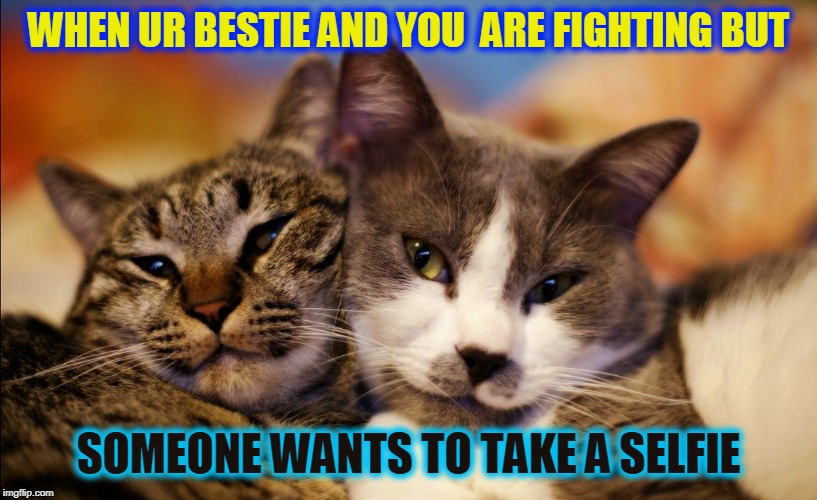 WHEN UR BESTIE AND YOU  ARE FIGHTING BUT; SOMEONE WANTS TO TAKE A SELFIE | image tagged in cute,fight,cats | made w/ Imgflip meme maker