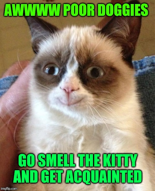 Grumpy Cat Happy Meme | AWWWW POOR DOGGIES GO SMELL THE KITTY AND GET ACQUAINTED | image tagged in memes,grumpy cat happy,grumpy cat | made w/ Imgflip meme maker
