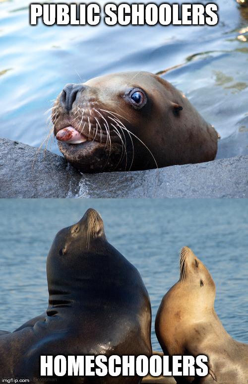 we all know it's true | PUBLIC SCHOOLERS; HOMESCHOOLERS | image tagged in judging sea lions | made w/ Imgflip meme maker