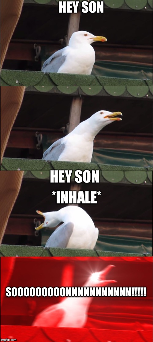 Seagull | HEY SON; HEY SON; *INHALE*; SOOOOOOOOONNNNNNNNNNN!!!!! | image tagged in seagull | made w/ Imgflip meme maker