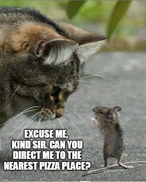 Cat and mouse | EXCUSE ME, KIND SIR. CAN YOU DIRECT ME TO THE NEAREST PIZZA PLACE? | image tagged in cat and mouse | made w/ Imgflip meme maker