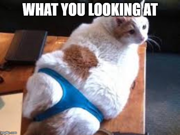 WHAT YOU LOOKING AT | image tagged in pantie cat | made w/ Imgflip meme maker