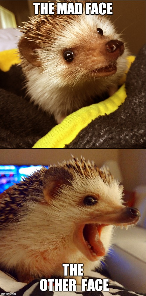 Corny Joke Hedgehog | THE MAD FACE; THE OTHER  FACE | image tagged in corny joke hedgehog | made w/ Imgflip meme maker