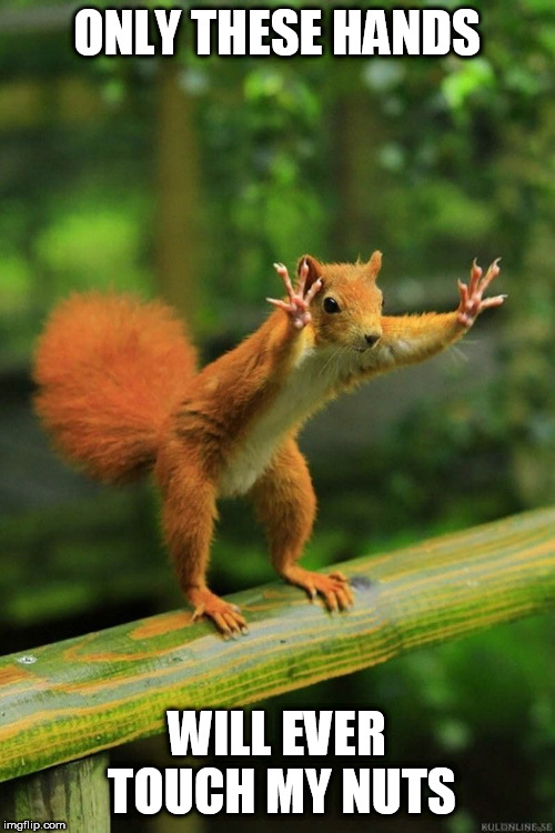 Wait a Minute Squirrel | ONLY THESE HANDS WILL EVER TOUCH MY NUTS | image tagged in wait a minute squirrel | made w/ Imgflip meme maker