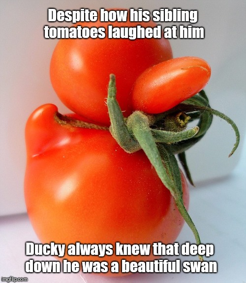 Ducky T. Mater | Despite how his sibling tomatoes laughed at him; Ducky always knew that deep down he was a beautiful swan | image tagged in cute tomato,funny vegetable | made w/ Imgflip meme maker
