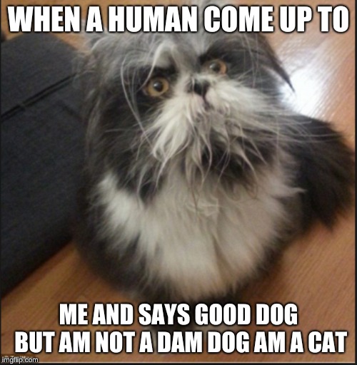 WHEN A HUMAN COME UP TO; ME AND SAYS GOOD DOG BUT AM NOT A DAM DOG AM A CAT | image tagged in lol so funny,laughing men in suits | made w/ Imgflip meme maker