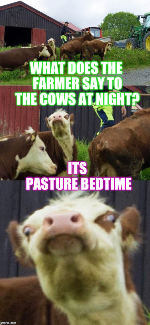 Bad pun cow  | WHAT DOES THE FARMER SAY TO THE COWS AT NIGHT? ITS PASTURE BEDTIME | image tagged in bad pun cow | made w/ Imgflip meme maker