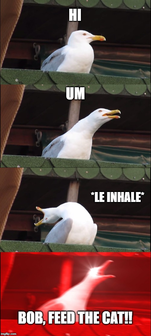 Inhaling Seagull | HI; UM; *LE INHALE*; BOB, FEED THE CAT!! | image tagged in memes,inhaling seagull | made w/ Imgflip meme maker