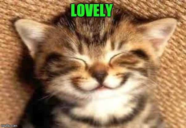 Happy cat | LOVELY | image tagged in happy cat | made w/ Imgflip meme maker