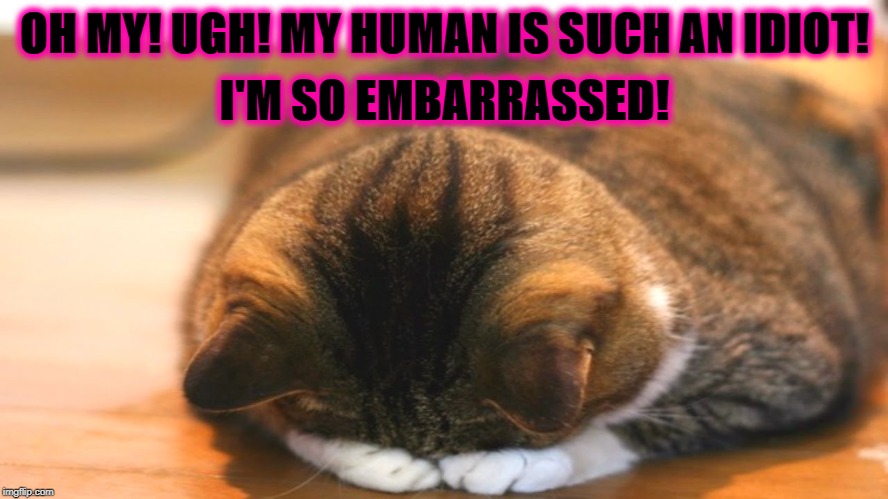 I'M SO EMBARRASSED! OH MY! UGH! MY HUMAN IS SUCH AN IDIOT! | image tagged in such an idiot | made w/ Imgflip meme maker
